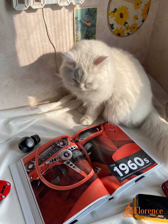 The Car Book: The Definitive Visual History